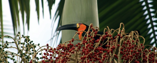 Tucano - RJ