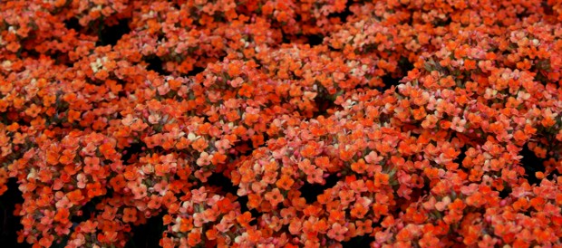 Flores em Holambra - SP