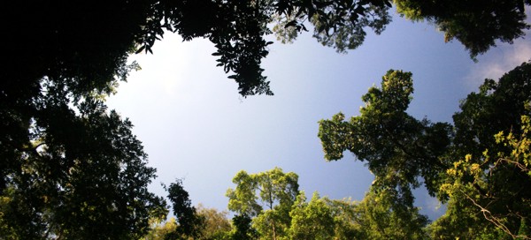 Céu da Floresta - Caparaó- MG