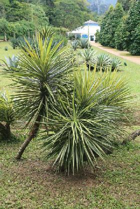 Plantas são recuperadas do Jardim Botânico do RJ