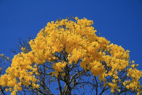 Ipê-amarelo Ipê-amarelo
