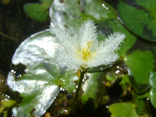 Nymphoides indica