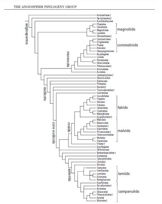 APG III - Angiosperm Phylogeny Group