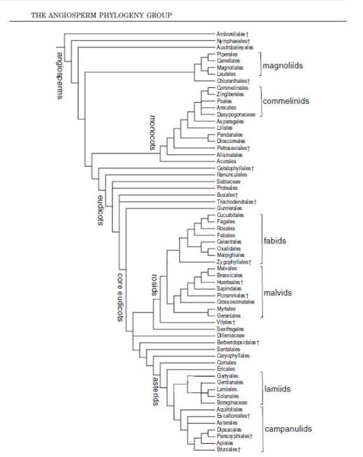 APG III - Angiosperm Phylogeny Group APG III - Angiosperm Phylogeny Group