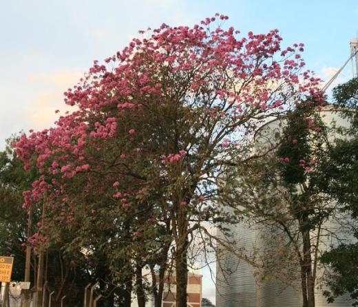 Handroanthus impetiginosus ou Tabebuia impetiginosa