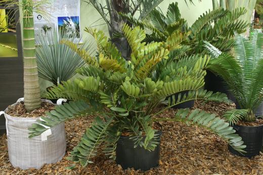 Zamia furfuraceae Zamia furfuraceae