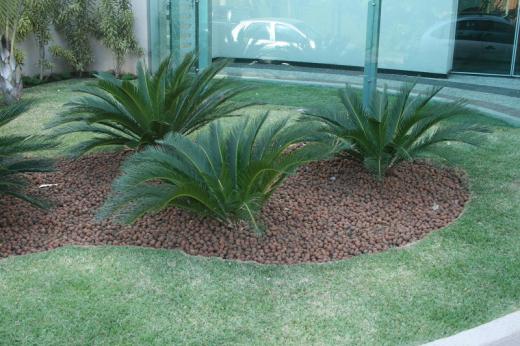 Cycas revoluta