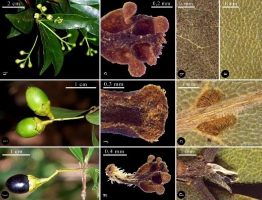 Duas novas plantas da Mata Atlântica descobertas e identificadas