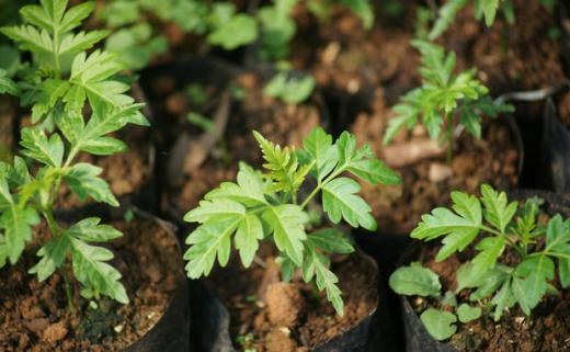 Na Indonésia, para casar tem que plantar árvores!