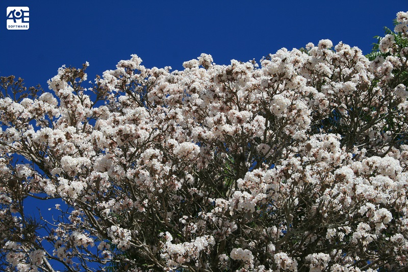 É tempo de floração dos Ipês