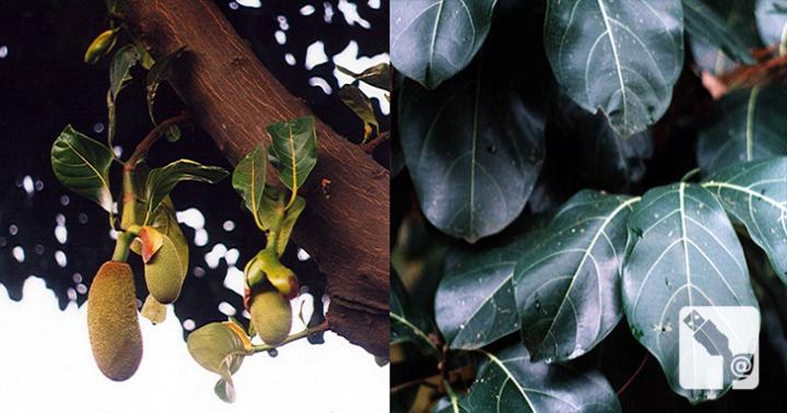 Jaca (Artocarpus heterophyllus). Foto Guilherme Motta Jaca (Artocarpus heterophyllus). Foto Guilherme Motta