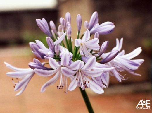 Agapanthus praecox