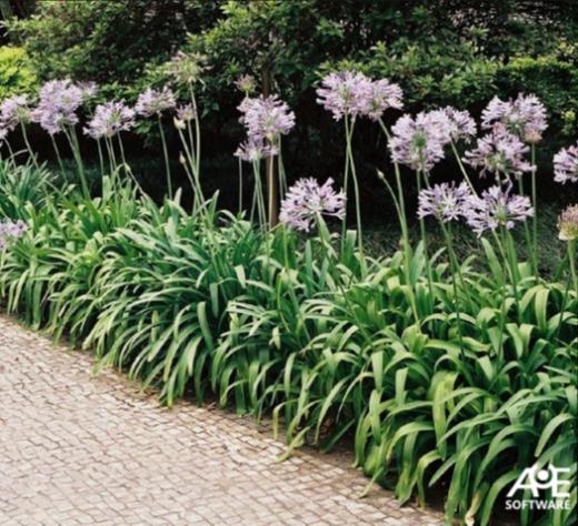 Agapanthus praecox Agapanthus praecox