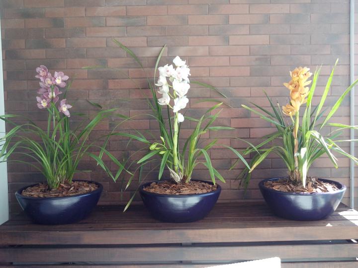Paisagismo com Orquídeas Paisagismo com Orquídeas