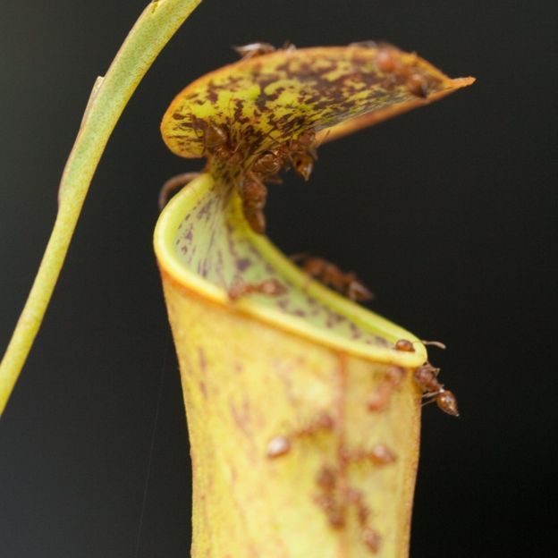 Cientistas desvendam truque de plantas