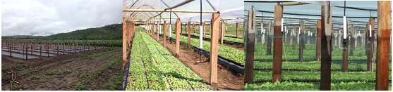 Sistema de irrigação por micro aspersão para mudas de rapé Sistema de irrigação por micro aspersão para mudas de rapé