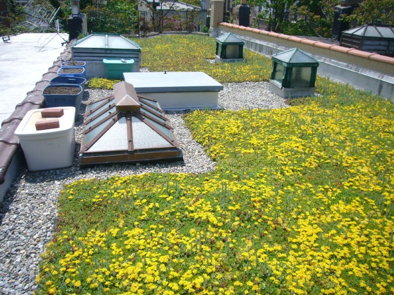  Teto verde no edifício histórico de 900 metros quadrados no Brooklyn,  Prospect Lefferts Gardens. Cortesía de Brooklyn Greenroof 