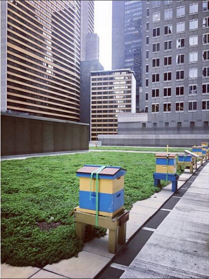 Nova colméia no telhado de New York Hilton Midtown atualmente abriga 450 mil abelhas. Foto: Bree Shirvell, via Instagram Nova colméia no telhado de New York Hilton Midtown atualmente abriga 450 mil abelhas. Foto: Bree Shirvell, via Instagram