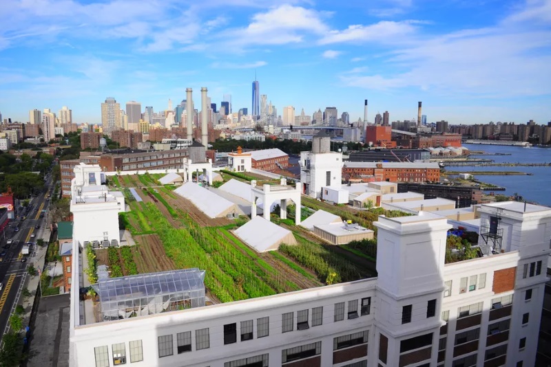 Brooklyn Grange Rooftop Farm, onde crescem frutas e legumes na cidade de Nova York Brooklyn Grange Rooftop Farm, onde crescem frutas e legumes na cidade de Nova York