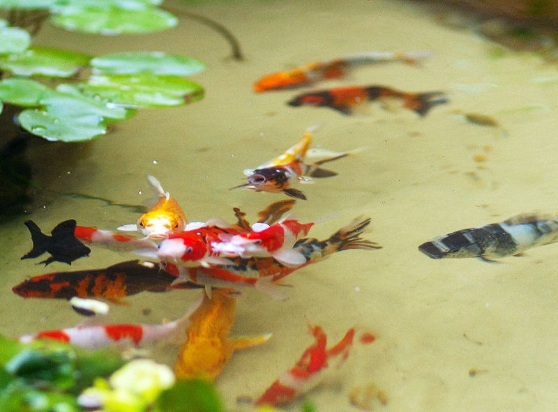 Laguismo com peixes Laguismo com peixes