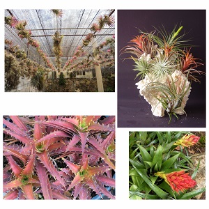 Bromélias do Boiatche Bromeliário Bromélias do Boiatche Bromeliário