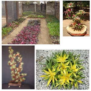Bromélias do Boiatche Bromeliário Bromélias do Boiatche Bromeliário