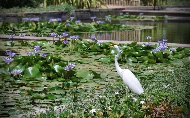 Jardim Botânico de Culiacán Jardim Botânico de Culiacán