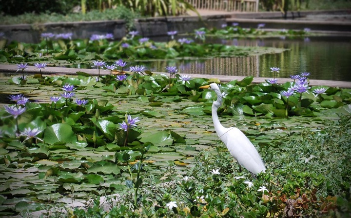 Jardim Botânico de Culiacán