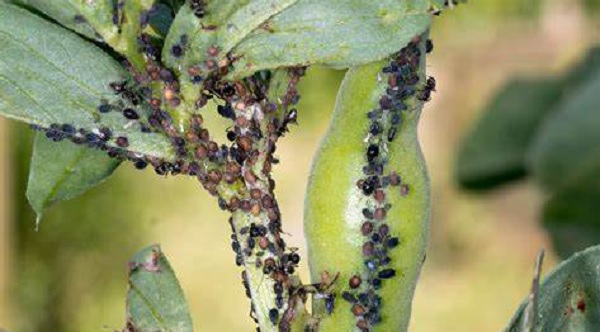 O Uso de Agrotóxicos na Manutenção de Jardins