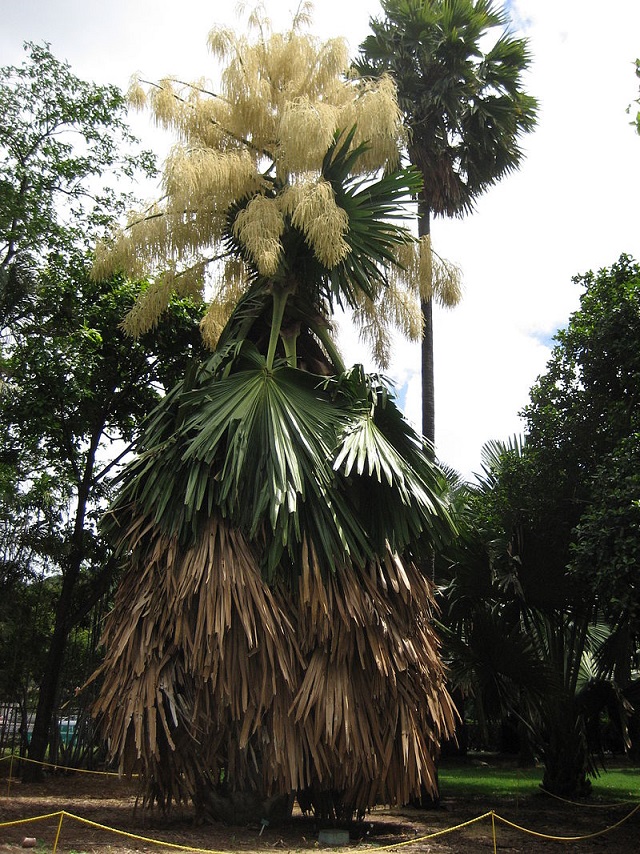 Plante uma palmeira para o seu neto