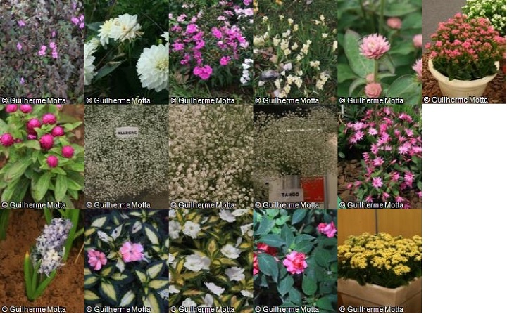Aue Network: Coleção de herbáceas floridas - Maio / 2020