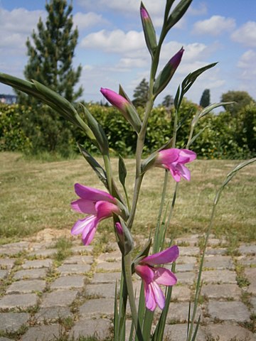Gladiolus Italicus