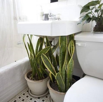 Design Biofílico: Plantas em banheiros