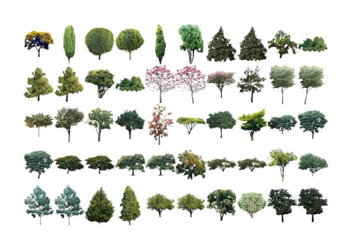 Mapas - Árvores simétricas - 5