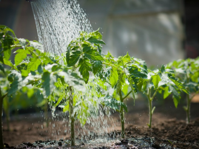O cálculo de água necessário às plantas de jardim