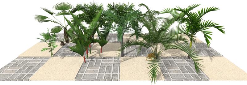 Imagem renderizada no VisualPLAN, palmeiras mudas.