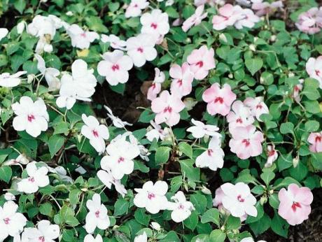 Beijinho Impatiens walleriana Hook