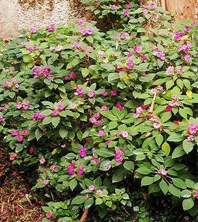 Beijinho Impatiens walleriana Hoo