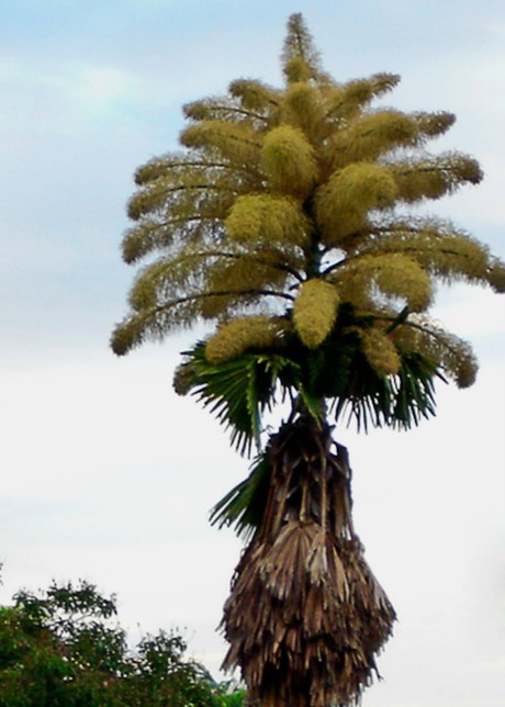 Palmeira Corypha umbraculifera Palmeira Corypha umbraculifera