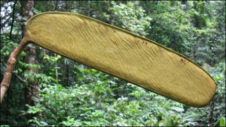 Bernilia Korupensis Bernilia Korupensis