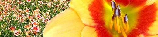 Hemerocallis Hemerocallis