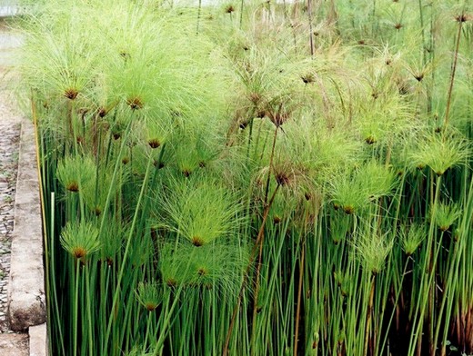 Raizes de plantas e materiais descartados usados na purificação da água