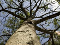 Árvores da região de Jardins serão estudadas para preservação